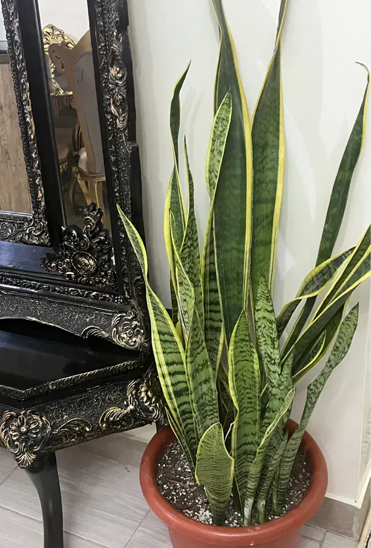 گل آپارتمانی سانسوریا لب طلایی|گل و گیاه طبیعی|قدس, شهرقدس|دیوار