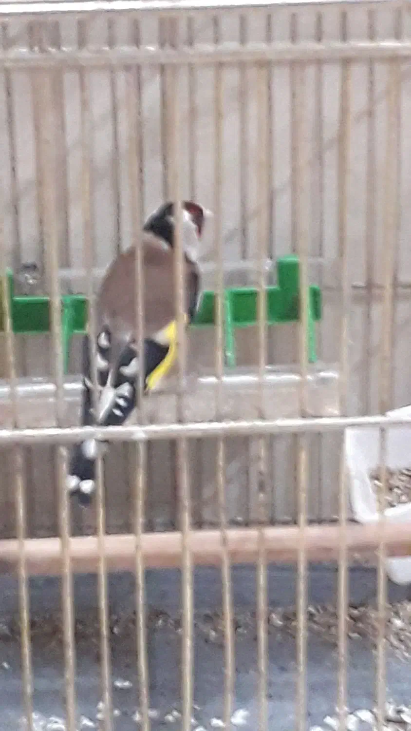 خروس|پرنده|زنجان, |دیوار