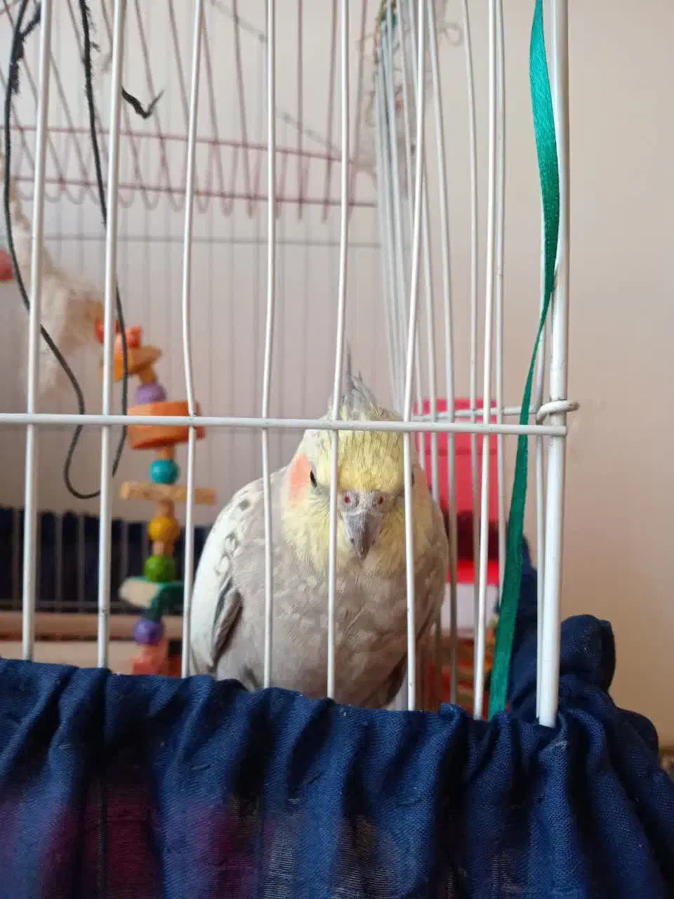 عروس هلندی ماده همراه با قفس|پرنده|ری, سیزده آبان|دیوار