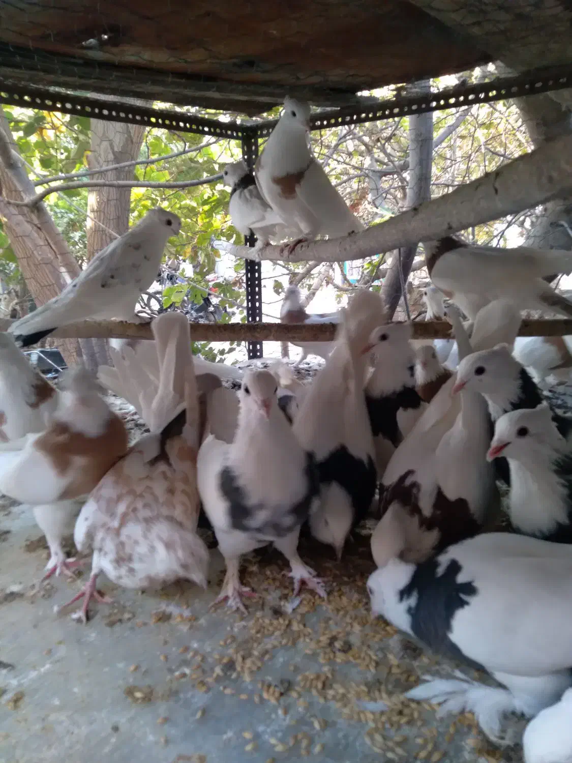 کبوتر طوقی|پرنده|اردکان, |دیوار