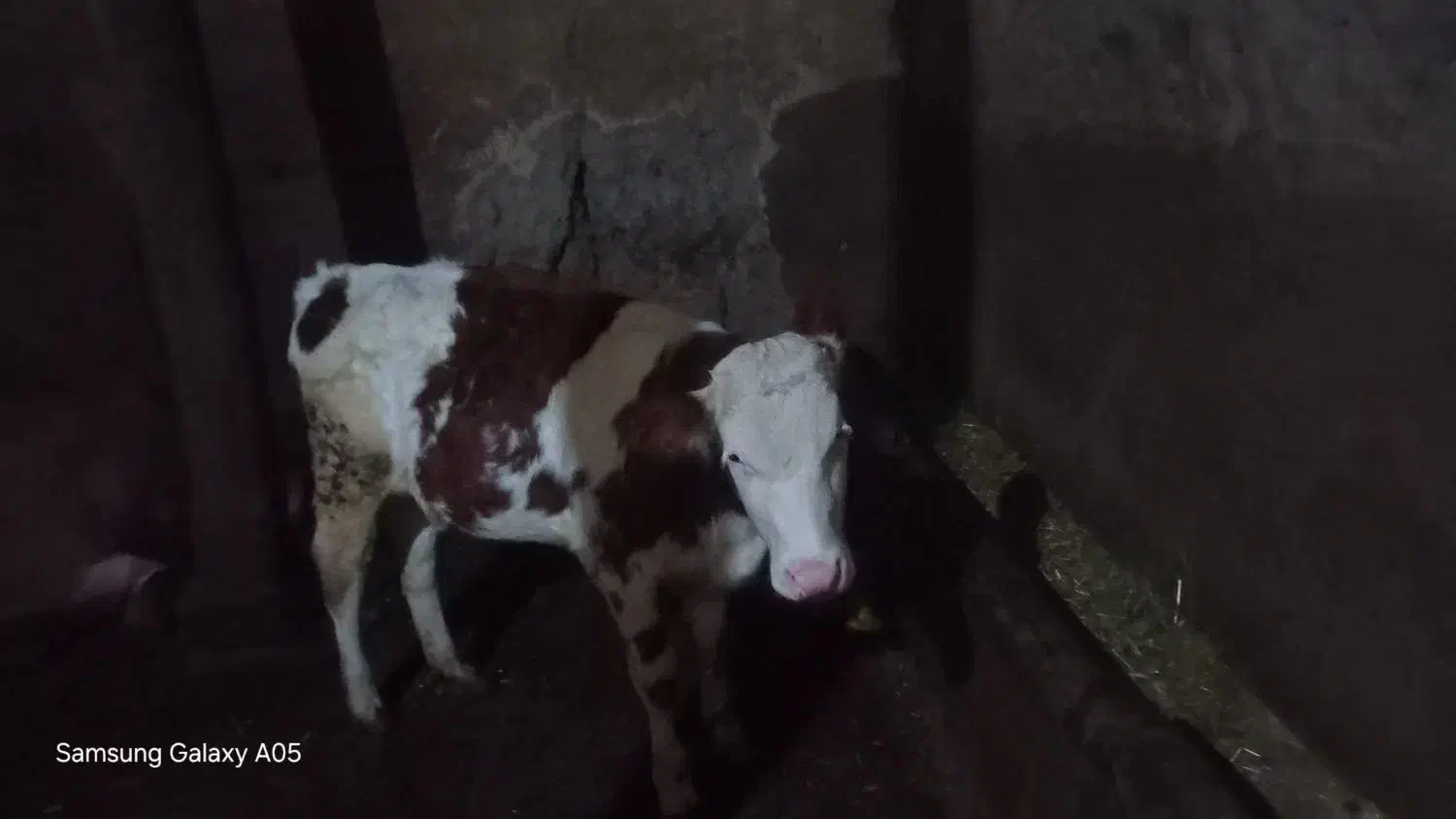 گاو|حیوانات مزرعه|مهربان, |دیوار