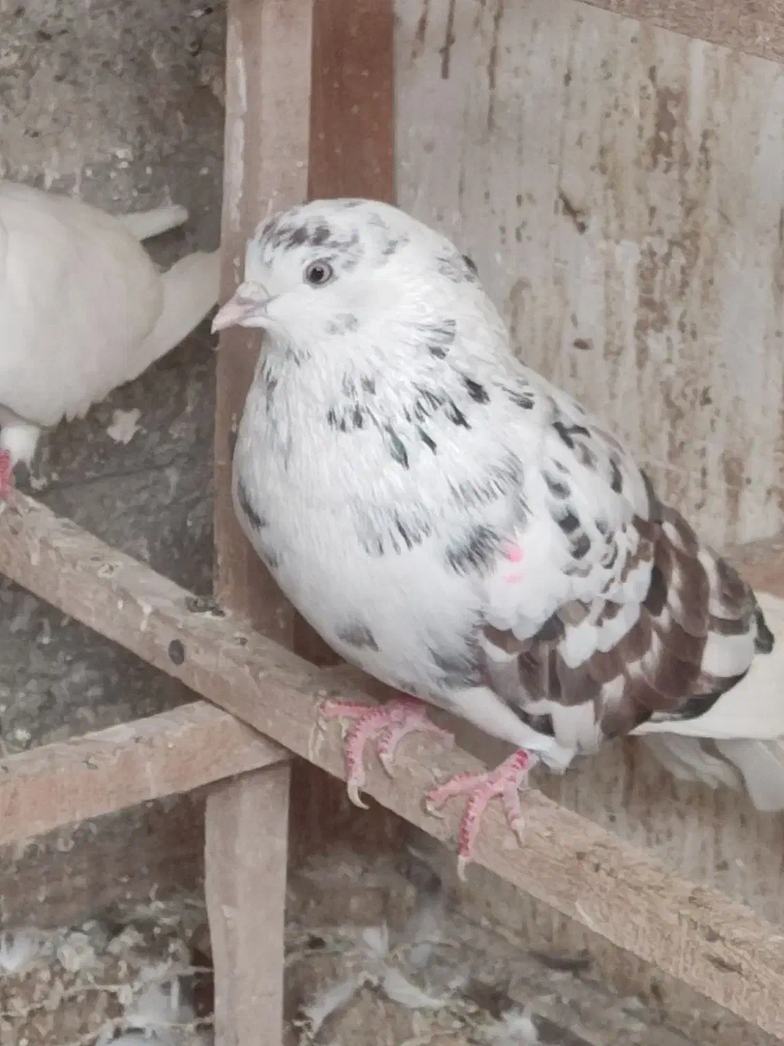 نرهای بلندپرواز|پرنده|رشت, کوی مهر|دیوار