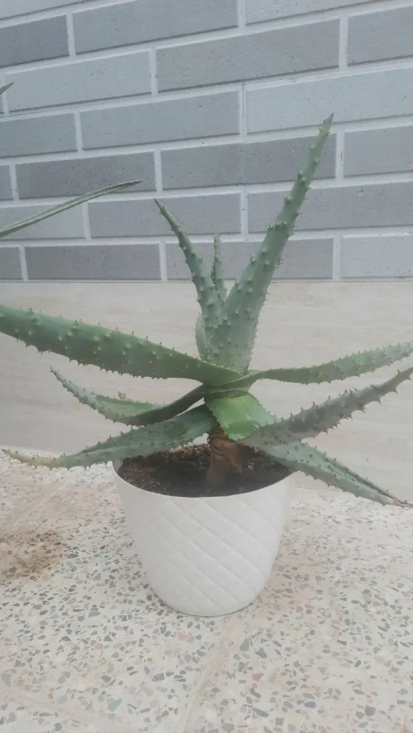 کاکتوس خاص|گل و گیاه طبیعی|آباده, |دیوار