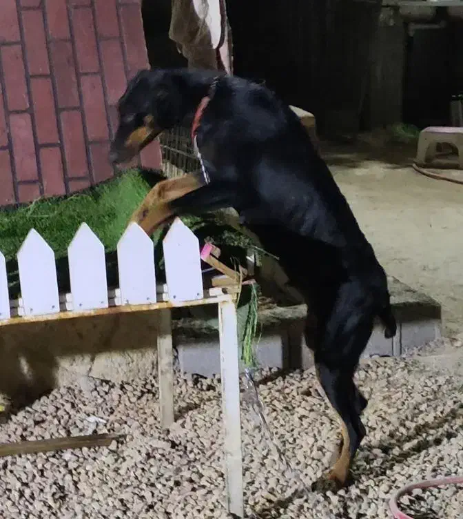 سگ دوبرمن ماده مشکی بلوطی|سگ|شیراز, تپه تلویزیون|دیوار