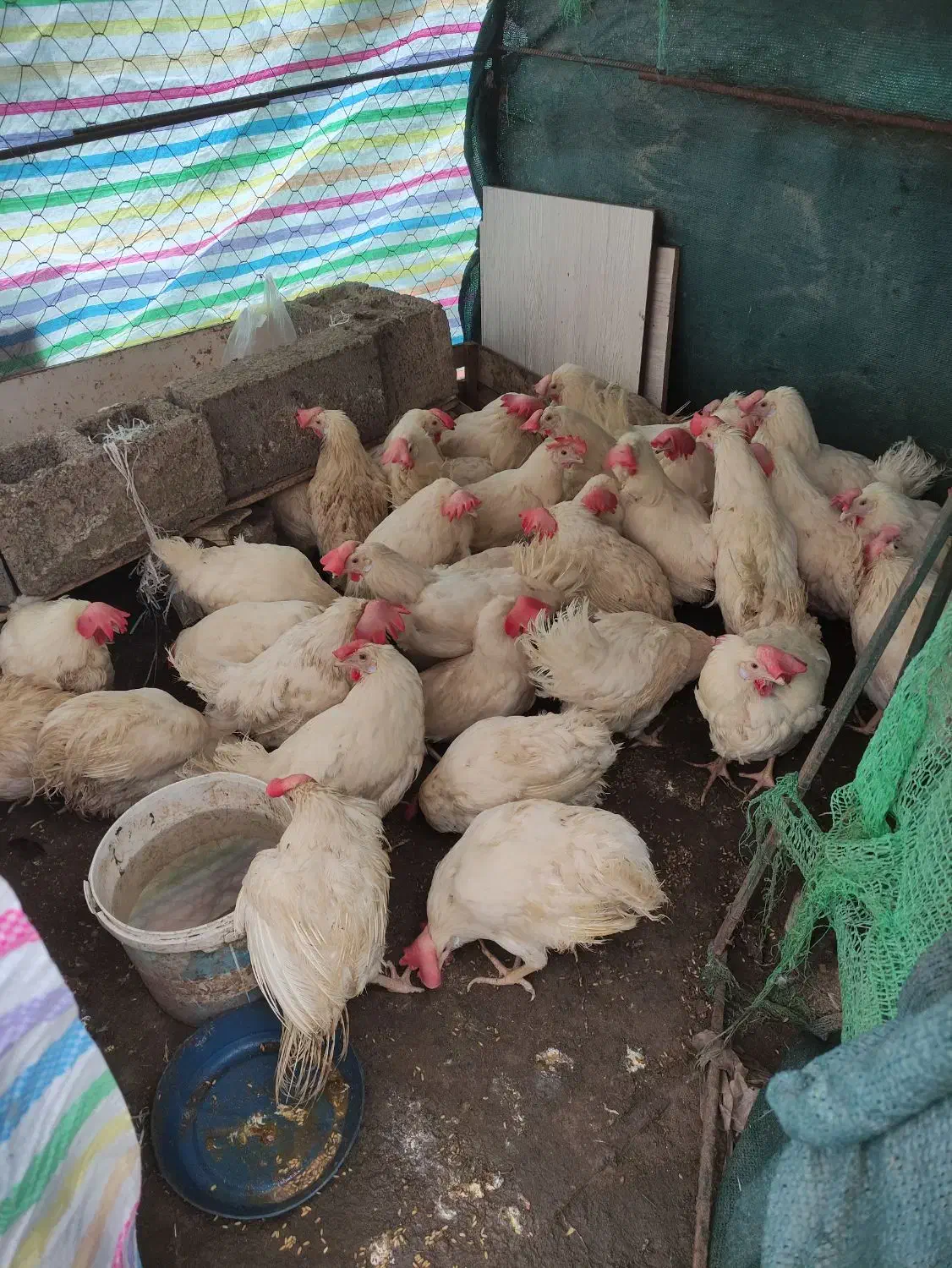 مرغ سفید|حیوانات مزرعه|رشت, کوی حسینی|دیوار