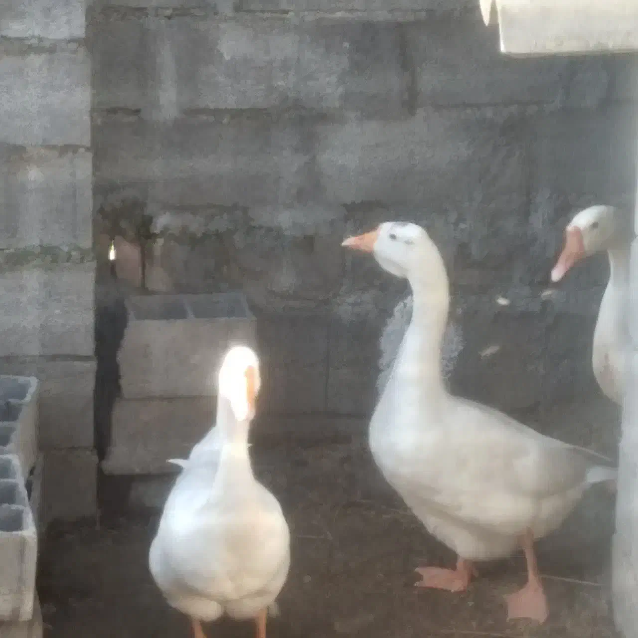 قوغاز اکراینی سفید|حیوانات مزرعه|دابودشت, |دیوار