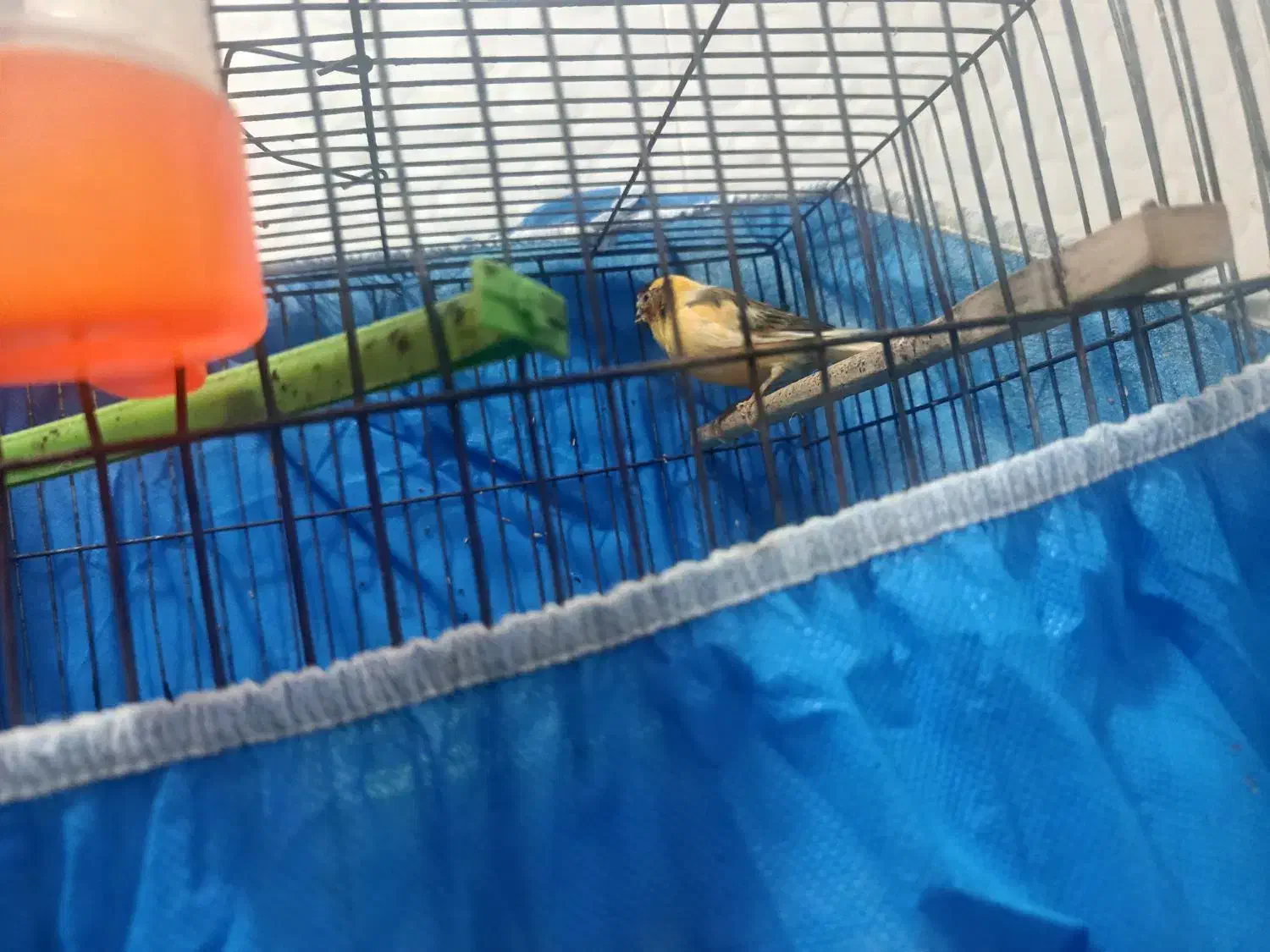 قناری|پرنده|ایذه, |دیوار