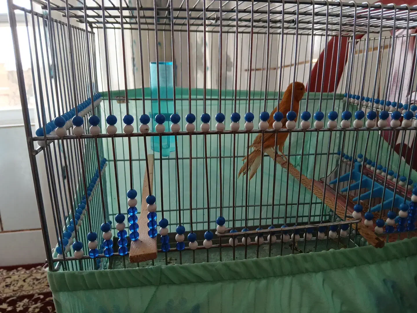 قناری|پرنده|سمیرم, |دیوار