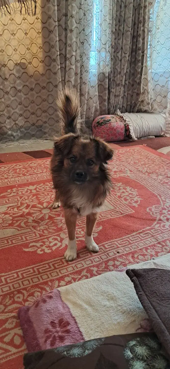 فروش سگ پامر روباهی بامدرک شناسنامه|سگ|نورآباد ممسنی, |دیوار