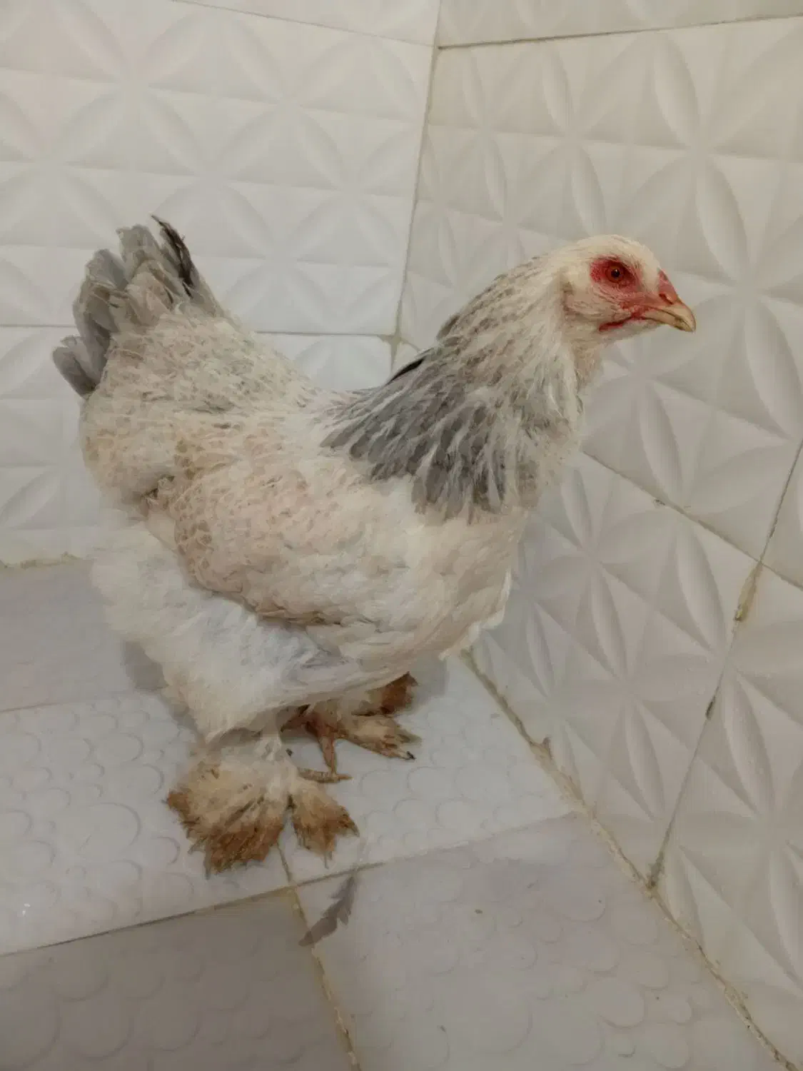 برهما وآمروک|حیوانات مزرعه|مشهد, شهید علی محمدی|دیوار