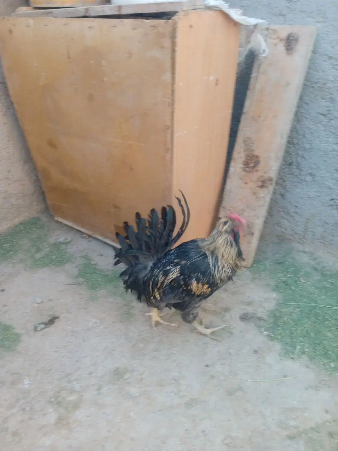 خروس گلین ریشو پنگوئنی چهل تاج|حیوانات مزرعه|ری, هاشمآباد|دیوار