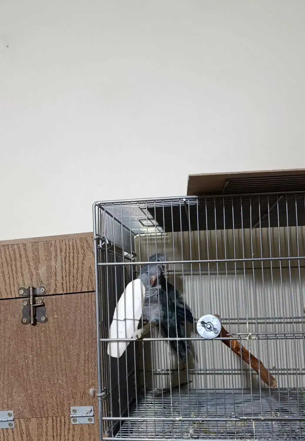 طوطی راهب مولد آبی|پرنده|تهران, تهرانسر غربی|دیوار