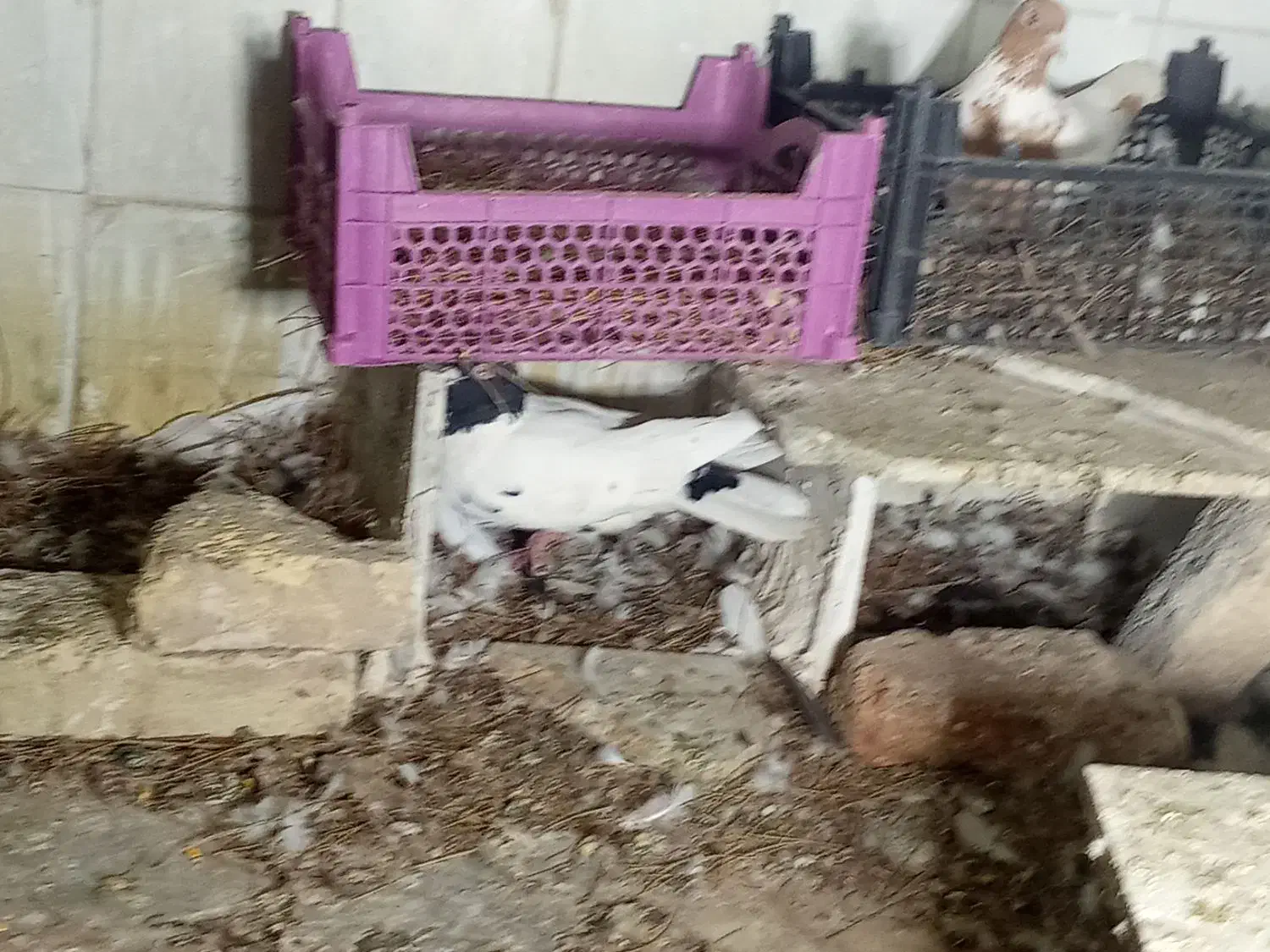 کبوتر افغانی ماده سرخ نر سیاه|پرنده|تربتحیدریه, آسایش|دیوار