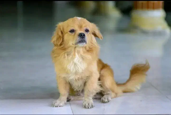 بوبی نر|سگ|مشگین شهر, |دیوار