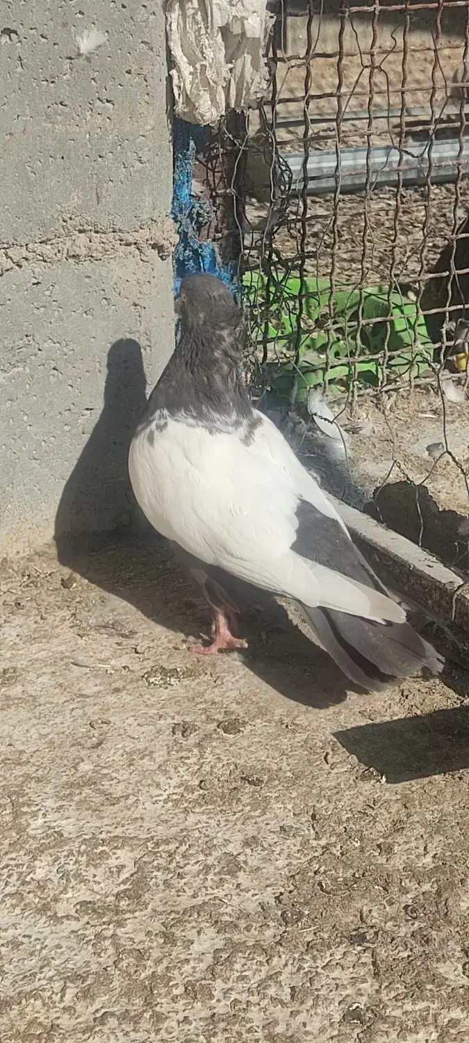 سینه قهوه ای ماده|پرنده|بختگان, |دیوار