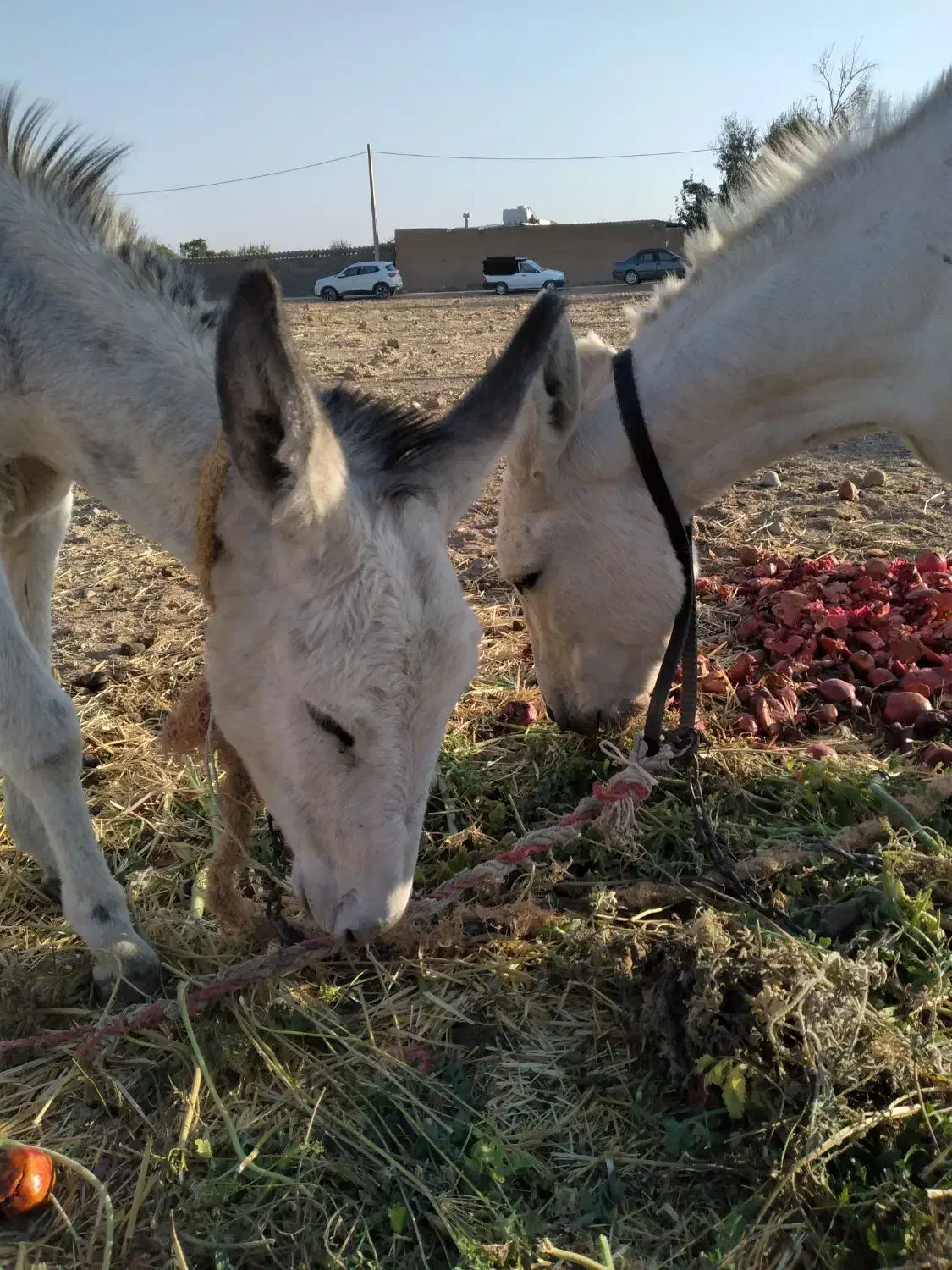 خر جوان|حیوانات مزرعه|شهرضا, |دیوار