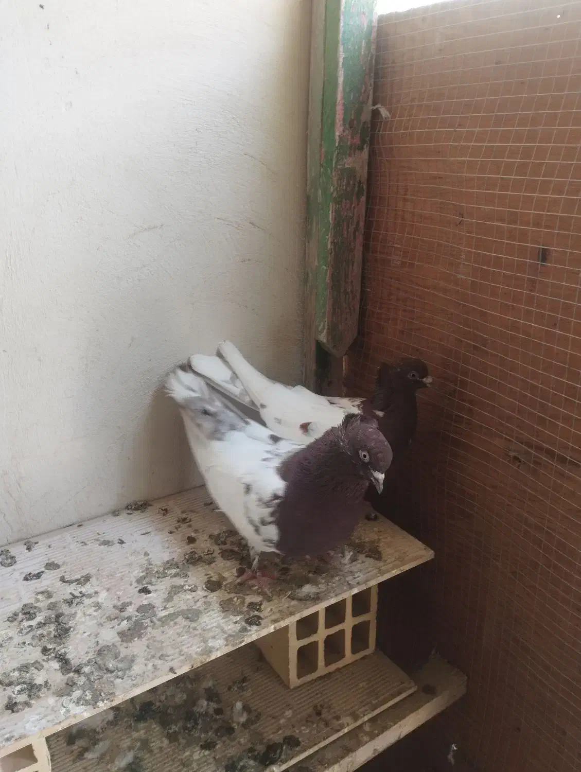 جفت کفتر کله سرخ|پرنده|کنارک, |دیوار