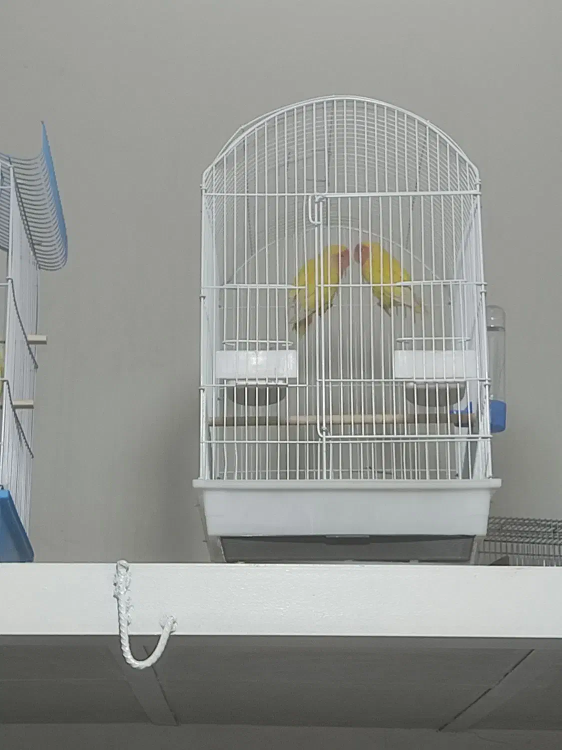 یه جفت طوطی کوتوله برزیلی لپ هلویی بسیارزیبا|پرنده|کرمانشاه, |دیوار