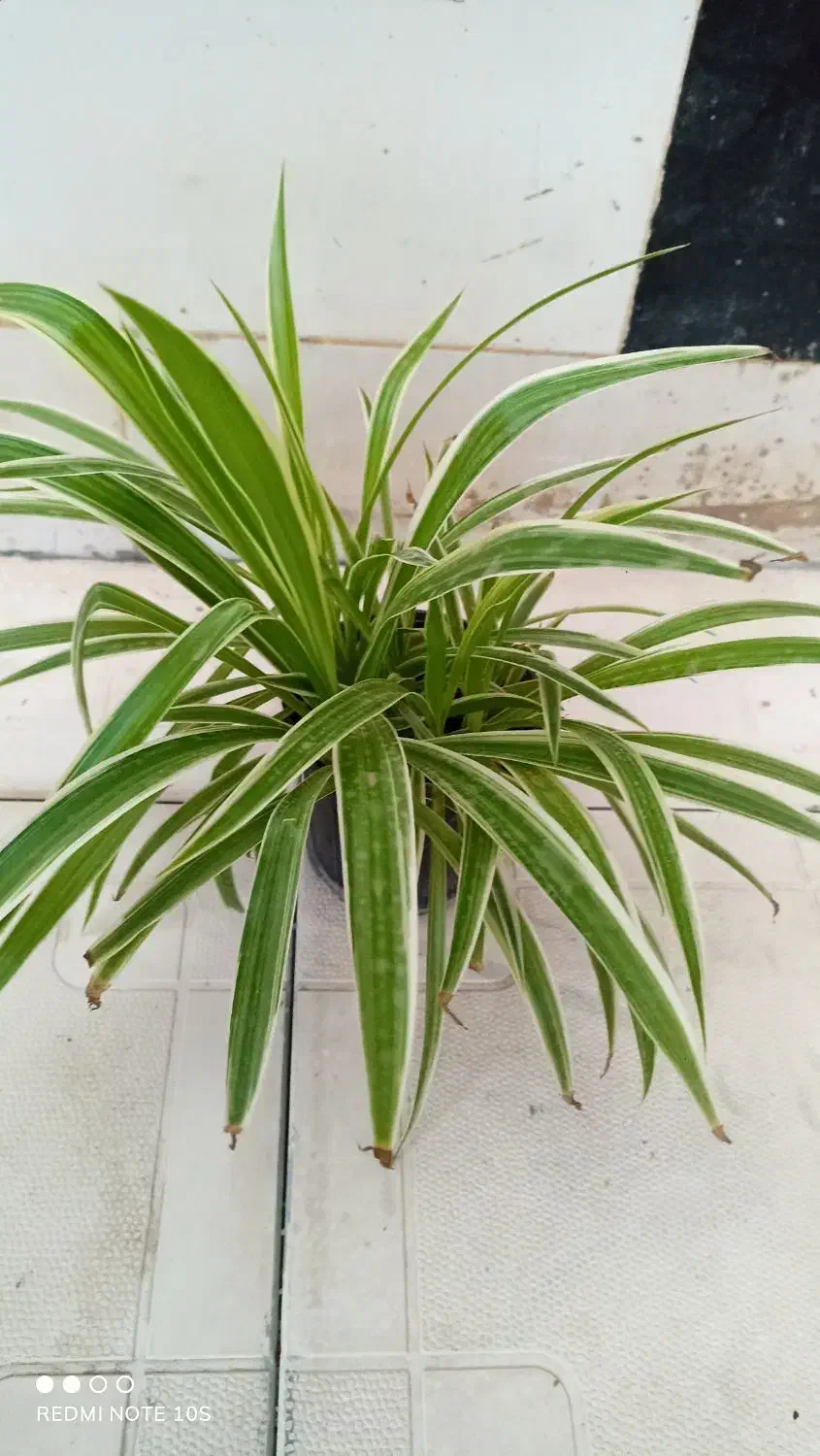 گل و گیاه آپارتمانی|گل و گیاه طبیعی|سلامی, |دیوار