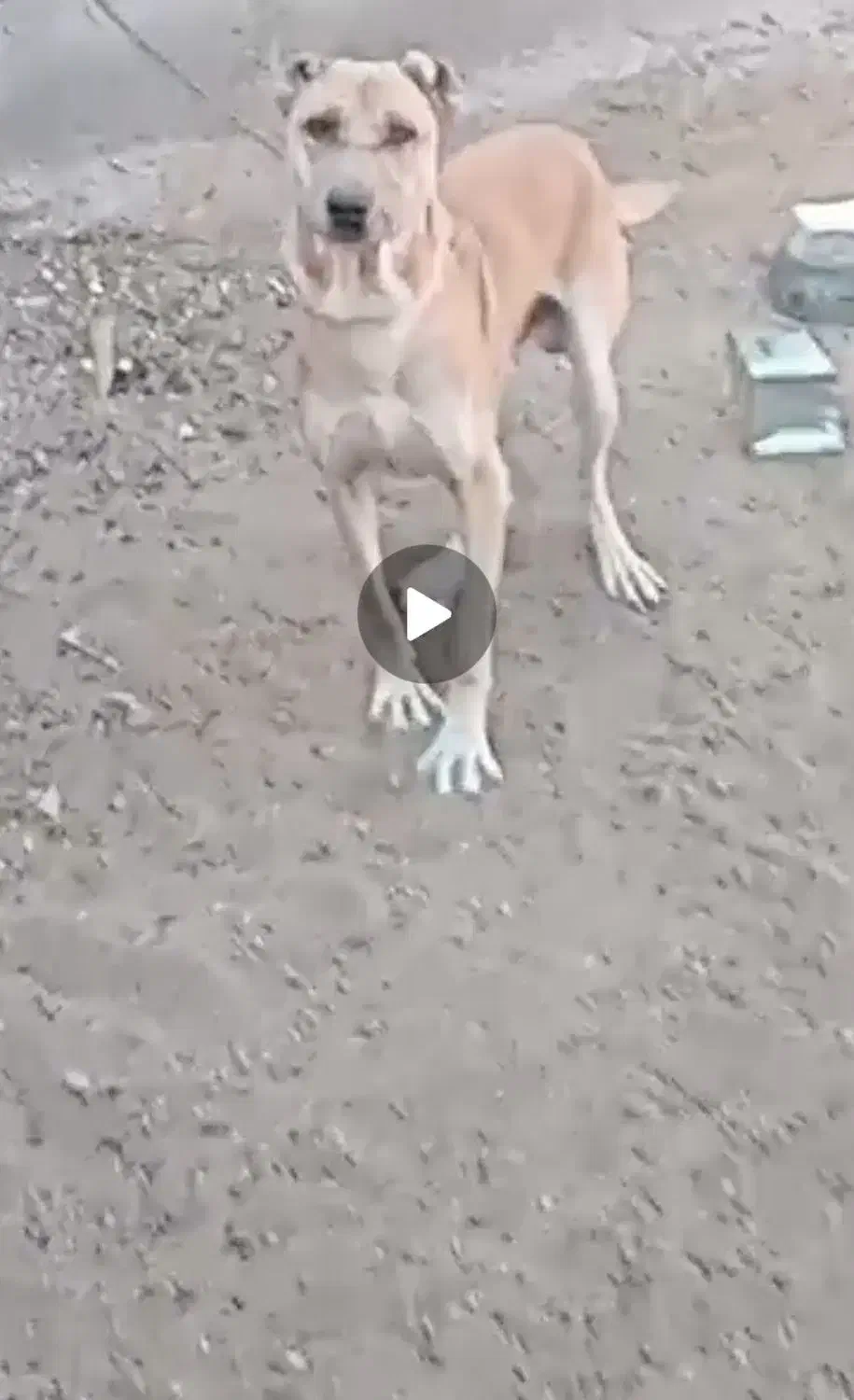 حیوانات اهلی|سگ|تربت جام, بوستان وحدت|دیوار