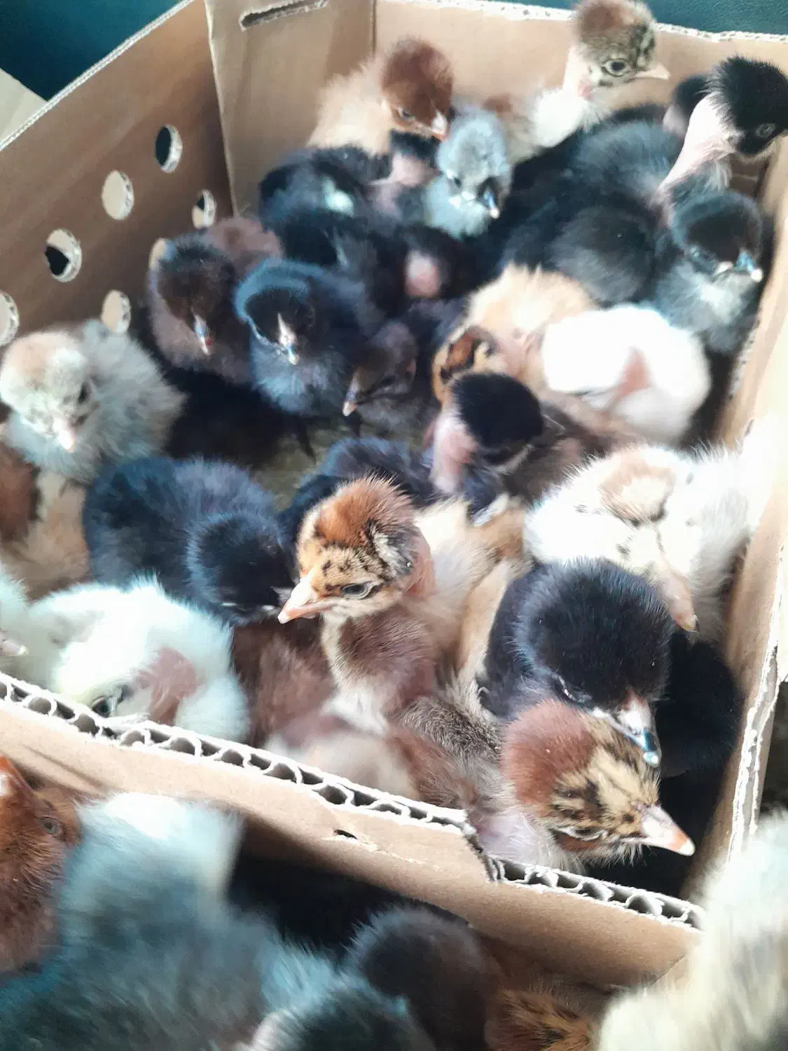 جوجه دوروزه گردن لخت وساده|حیوانات مزرعه|دهدشت, |دیوار