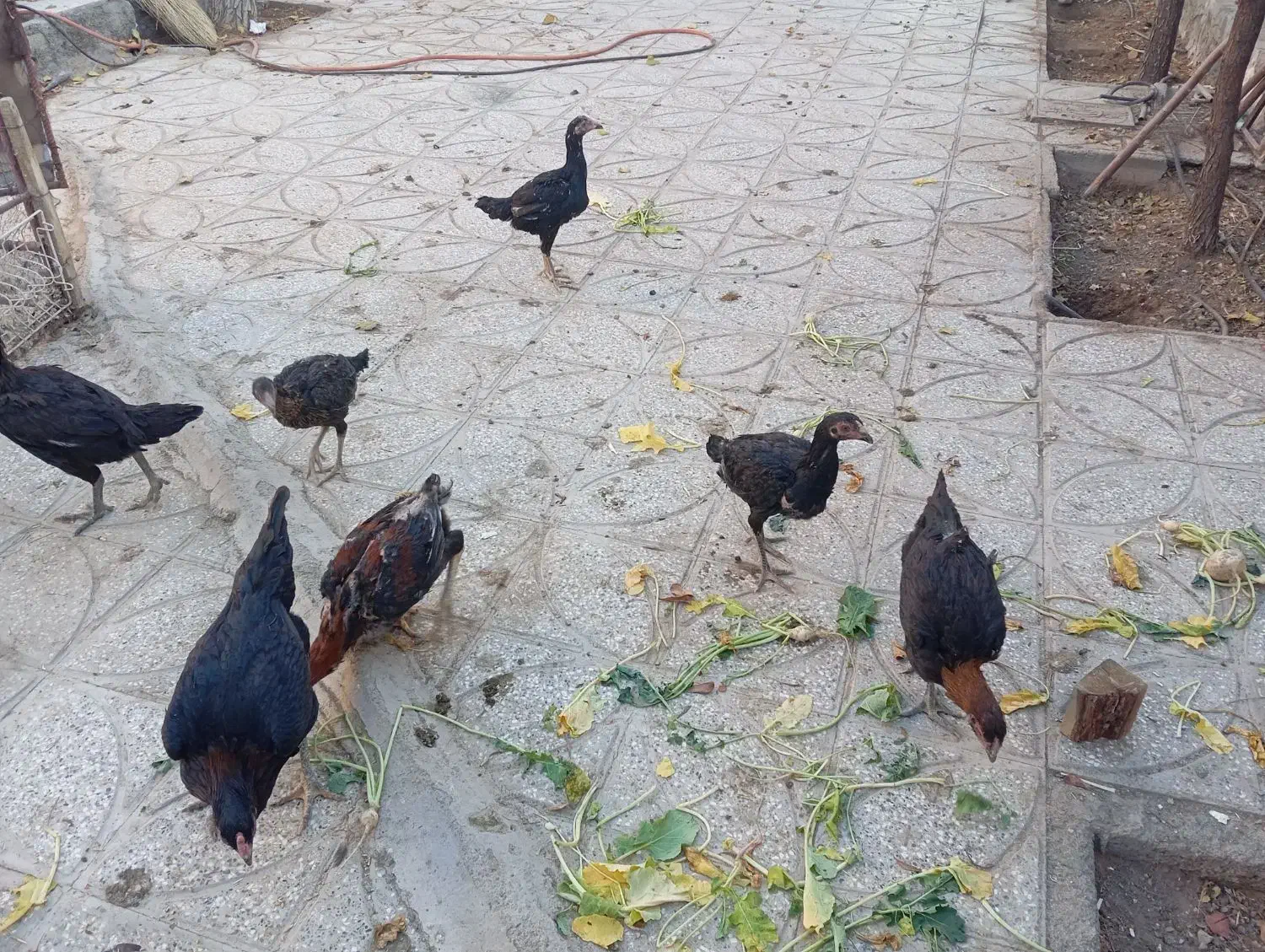 جوجه لاری|حیوانات مزرعه|بیرجند, |دیوار