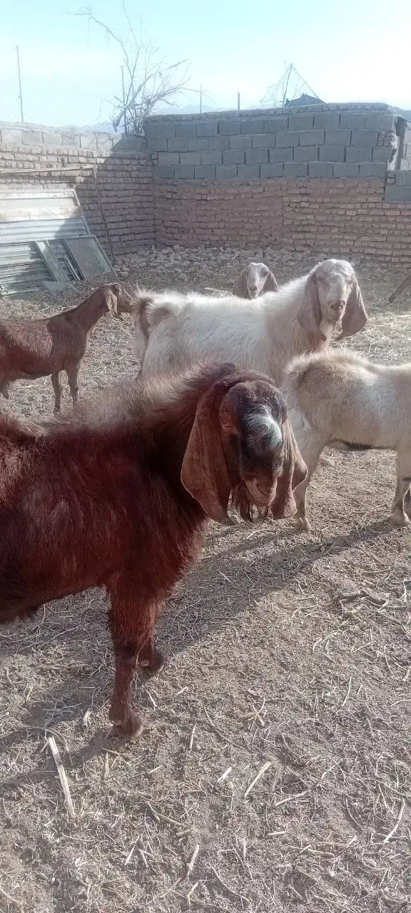 دو عدد نربزغاله پاکستانی|حیوانات مزرعه|کاخک, |دیوار