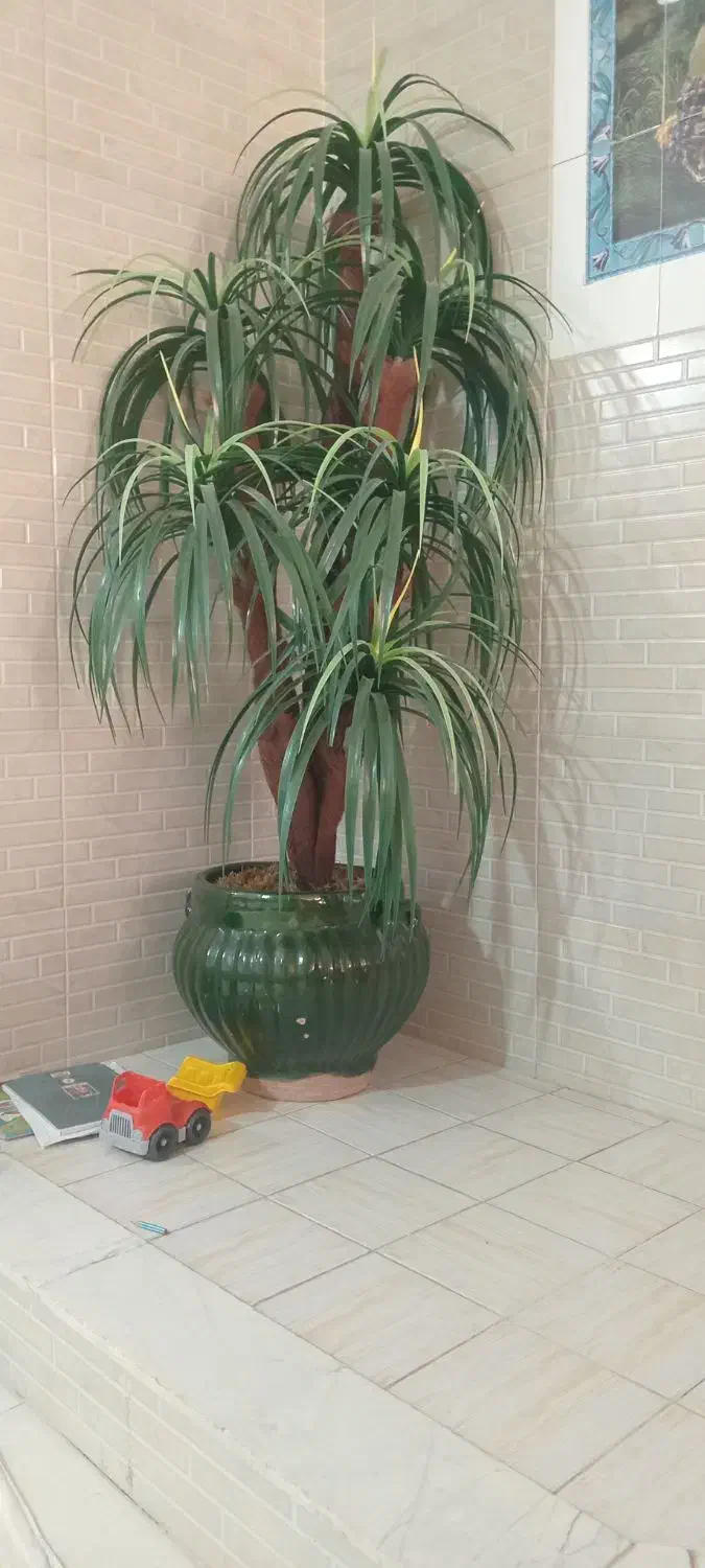 درختچه نخل|گل مصنوعی|کرمانشاه, |دیوار