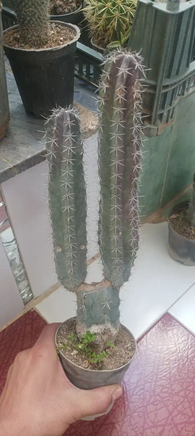 کاکتوس.|گل و گیاه طبیعی|اسلامآباد غرب, |دیوار