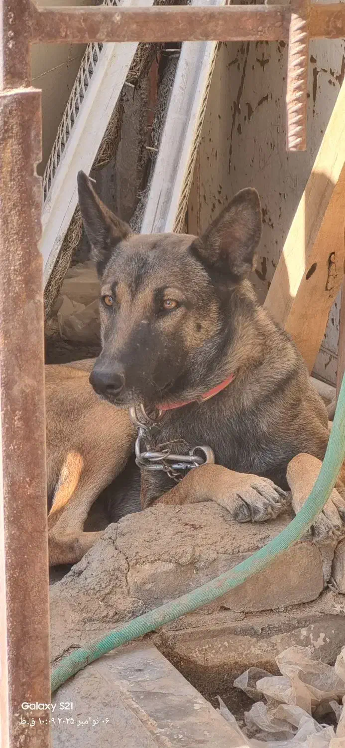 ماده مالینویز|سگ|کرمان, |دیوار