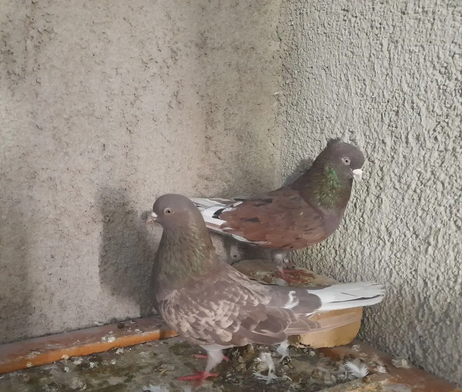 کبوتر|پرنده|مشکین‌دشت, |دیوار