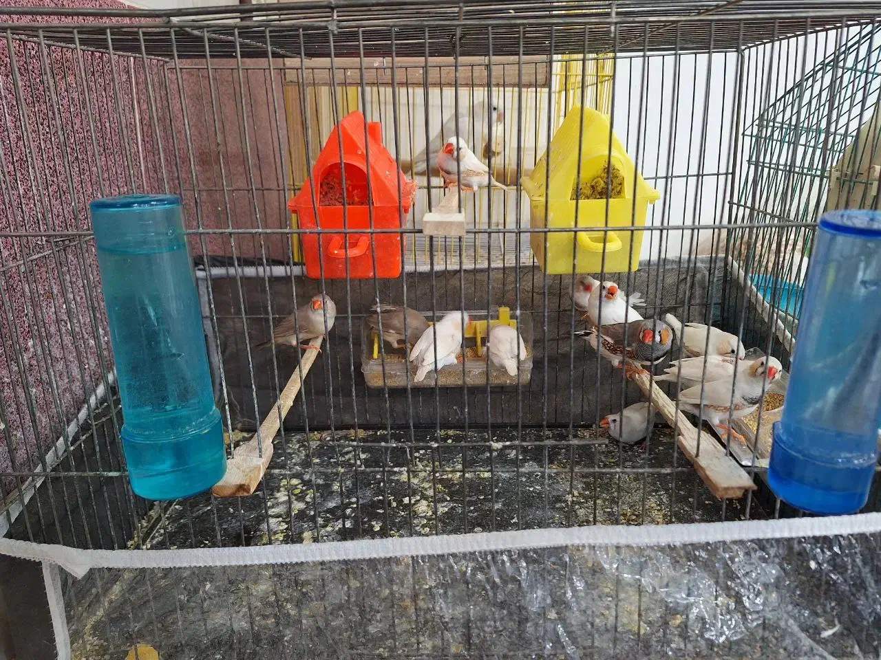 13عدد فنچ|پرنده|تبریز, |دیوار