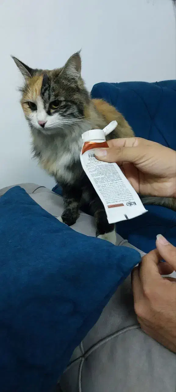 گربه پیدا کردم|گربه|مشهد, ادیب نیشابوری (شهرک غرب)|دیوار