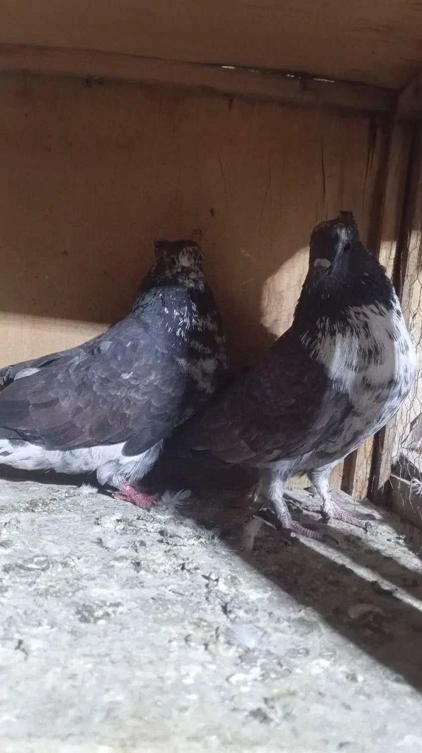 کفتر قاره|پرنده|کوهدشت, |دیوار