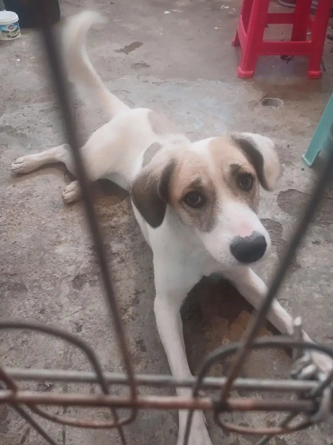 سگ گم شده|حیوانات|رشت, پارک شهر|دیوار