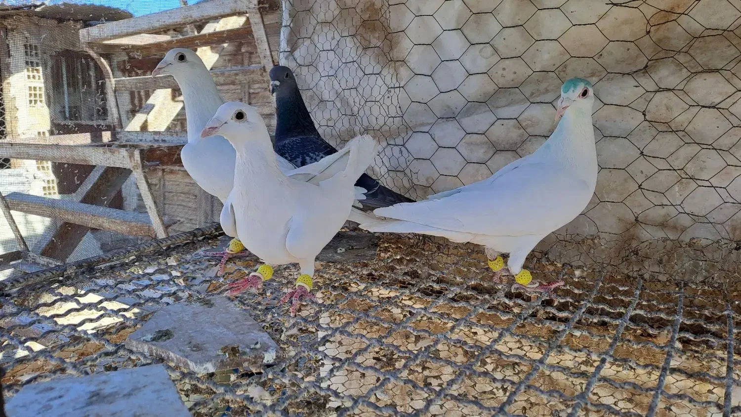 همه نر|پرنده|قزوین, |دیوار