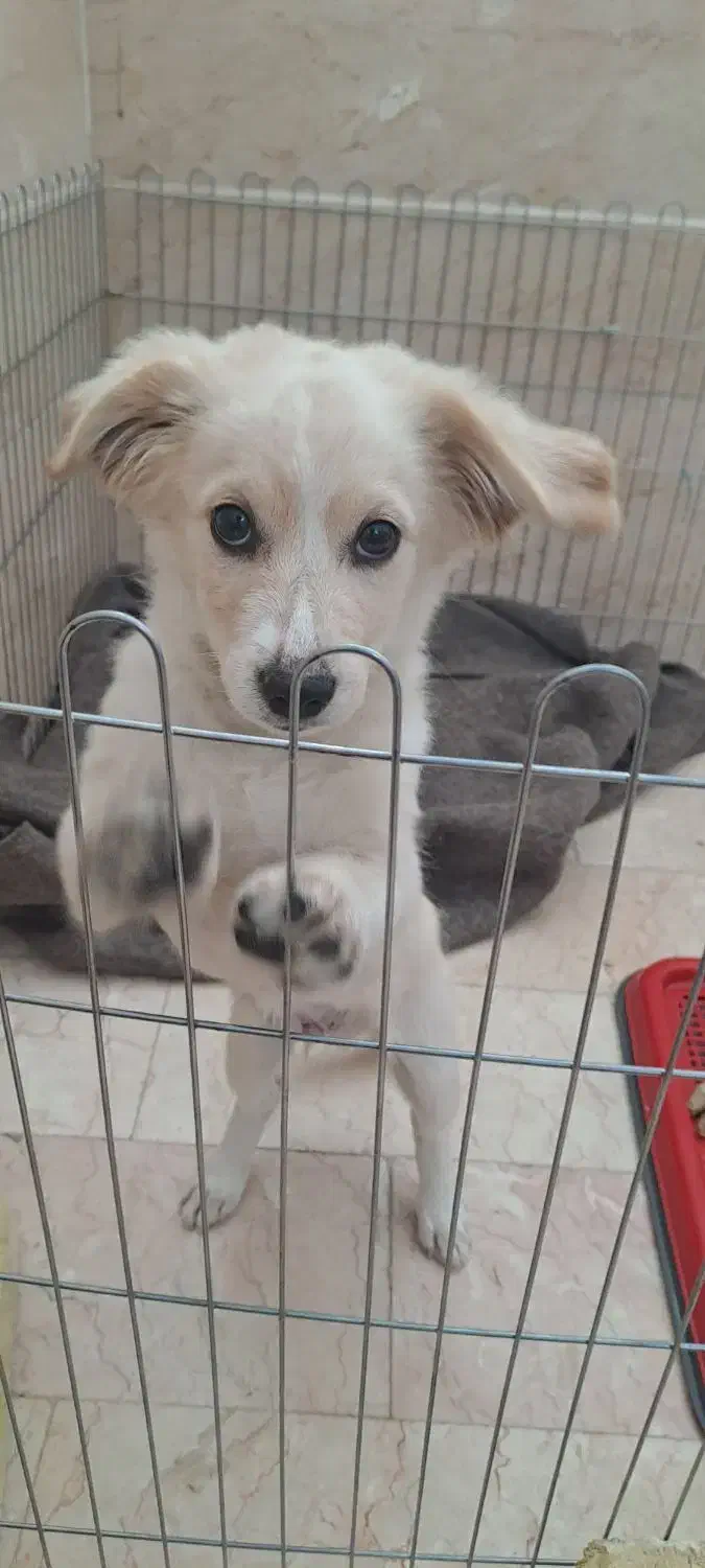 یک عدد سگ خوشگل نژاد پامر روباهی|سگ|یزد, |دیوار