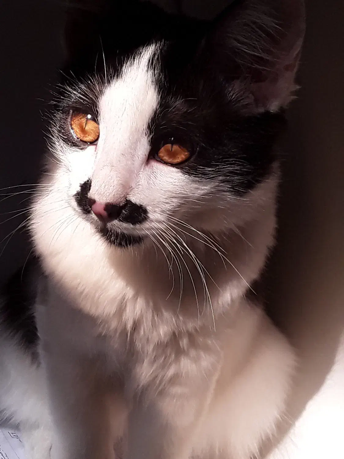 گربه|گربه|اراک, |دیوار