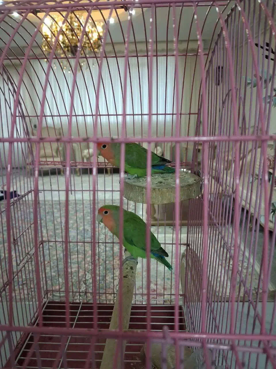 کوتوله برزیلی|پرنده|بروجرد, |دیوار