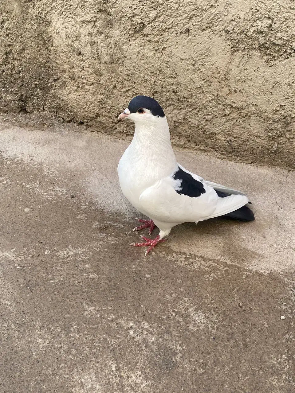 یک جفت کفتر به فروش می رسد|پرنده|پاکدشت, حصار امیر|دیوار