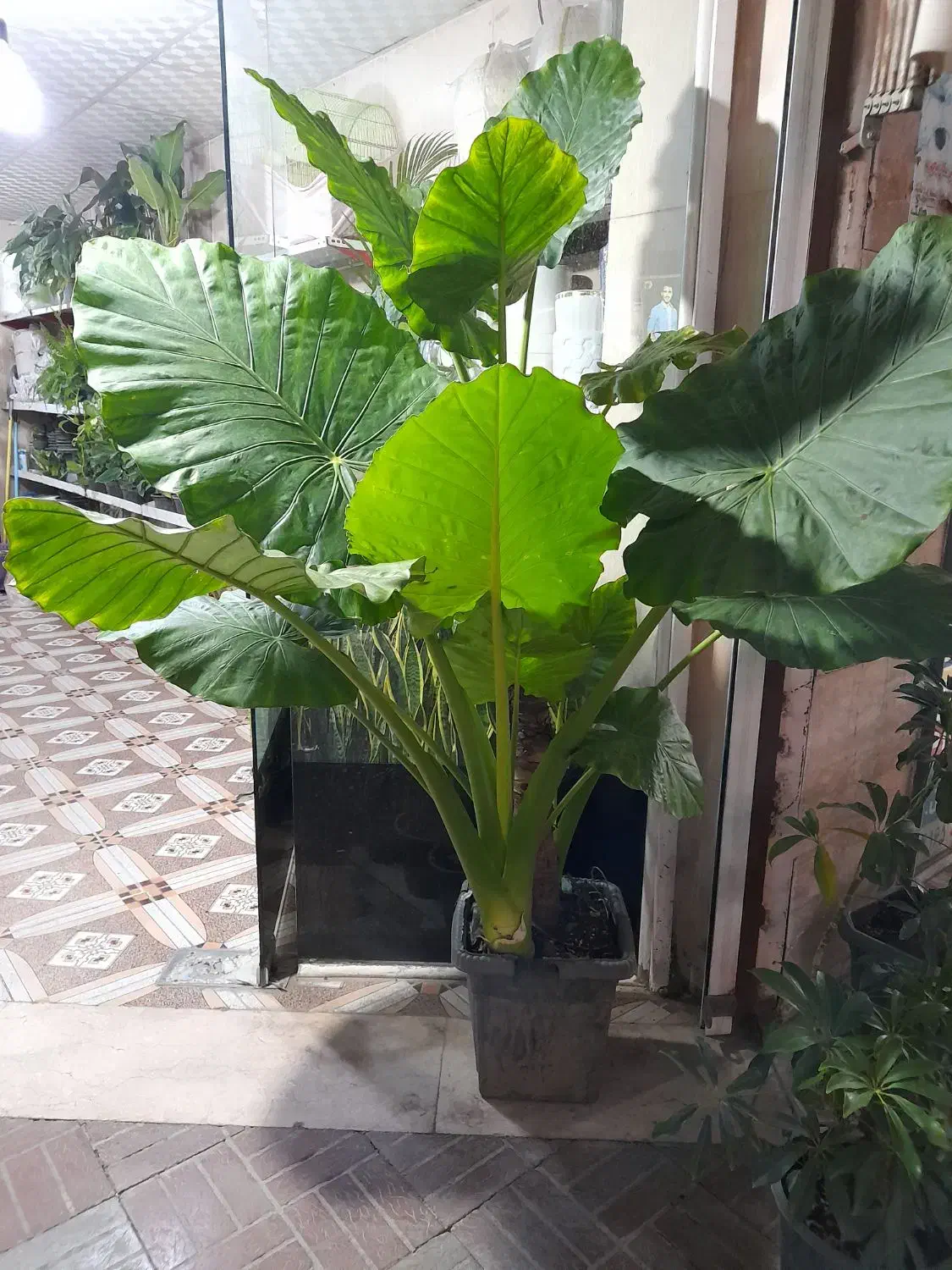 گیاه بابا آدم|گل و گیاه طبیعی|قدس, شهر‌قدس|دیوار