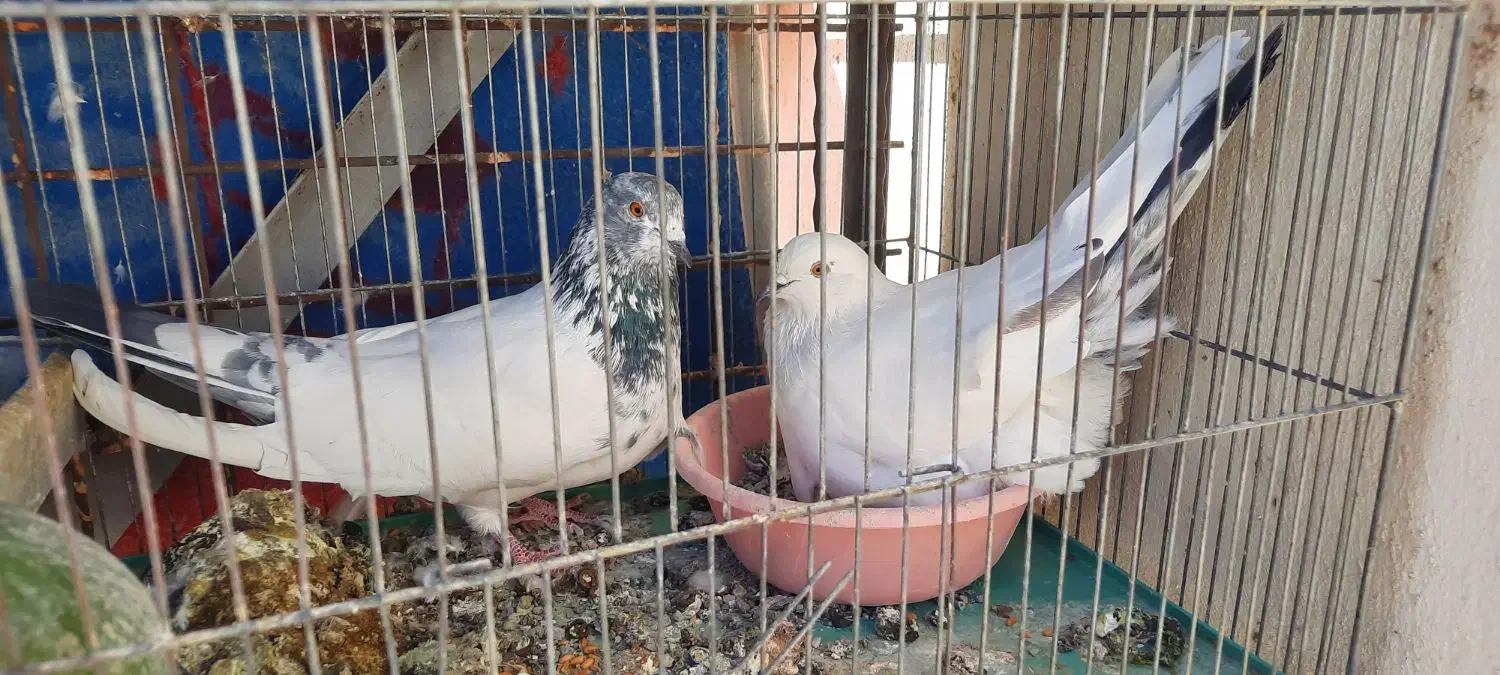 گنجه بری حیون پرشی|پرنده|گلستان (تهران), |دیوار