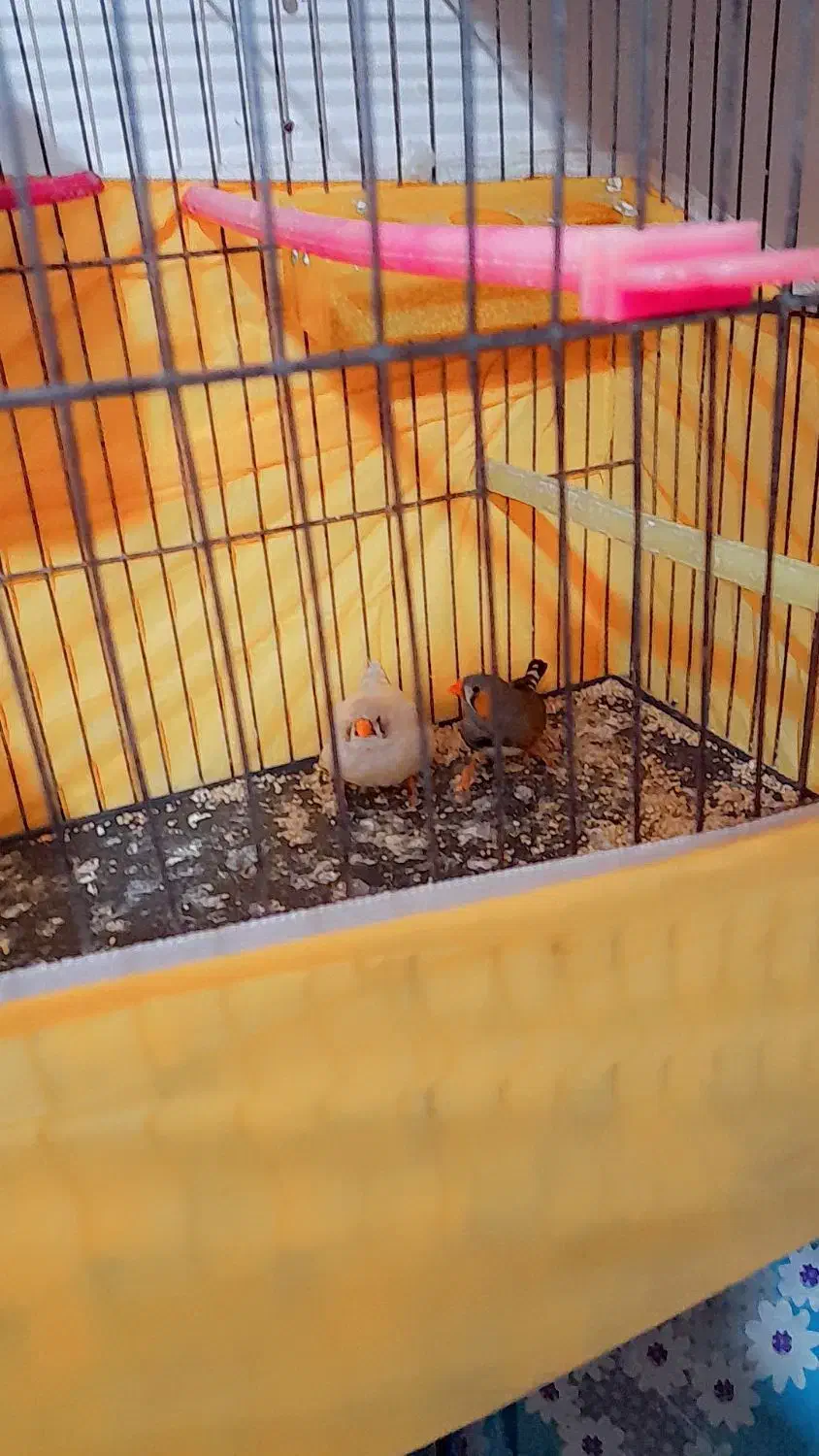 فنچ نر ماده مولد|پرنده|مسجد سلیمان, |دیوار