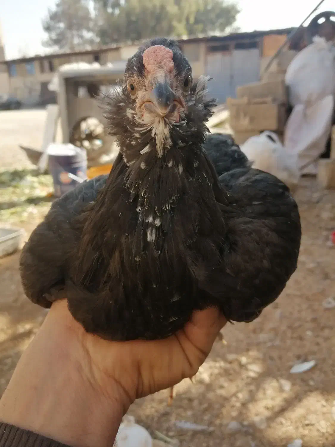 مرغ و خروس|حیوانات مزرعه|شیراز, کوشک میدان|دیوار