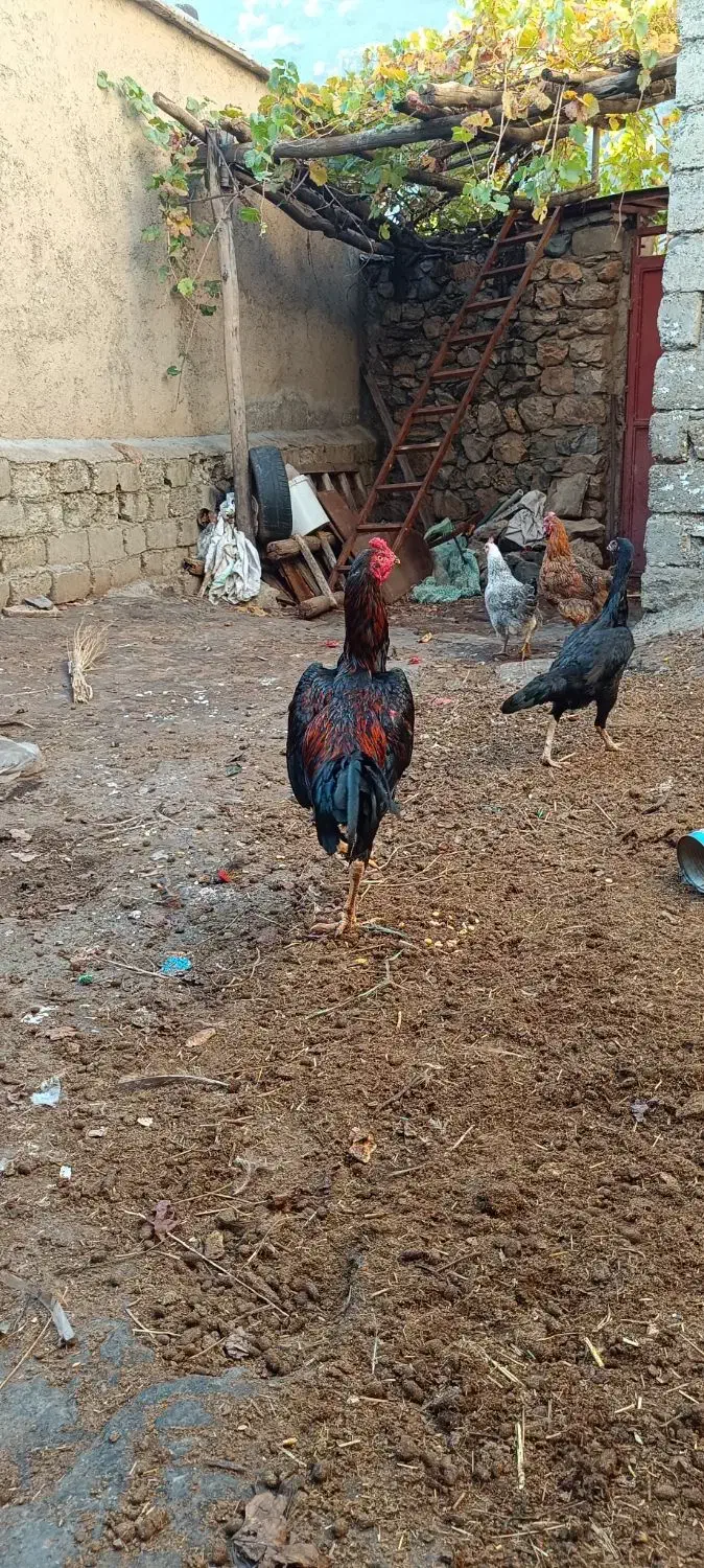 خرووس لاری|حیوانات مزرعه|مریوان, |دیوار