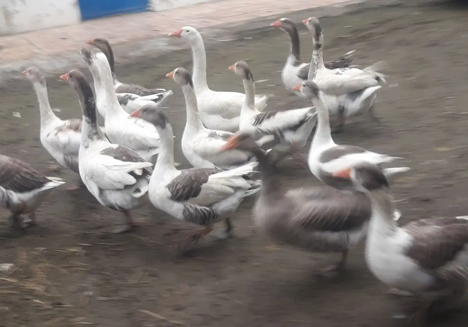 غاز محلی|حیوانات مزرعه|تالش, هشتپر|دیوار