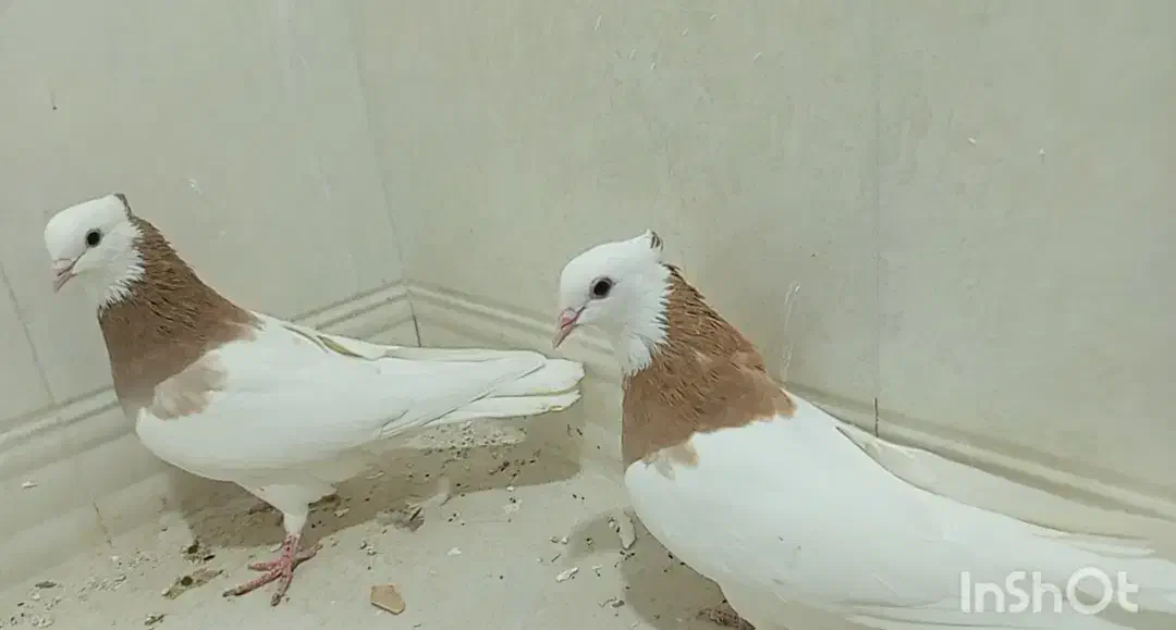 کبوتر طوقی|پرنده|اشکنان, |دیوار