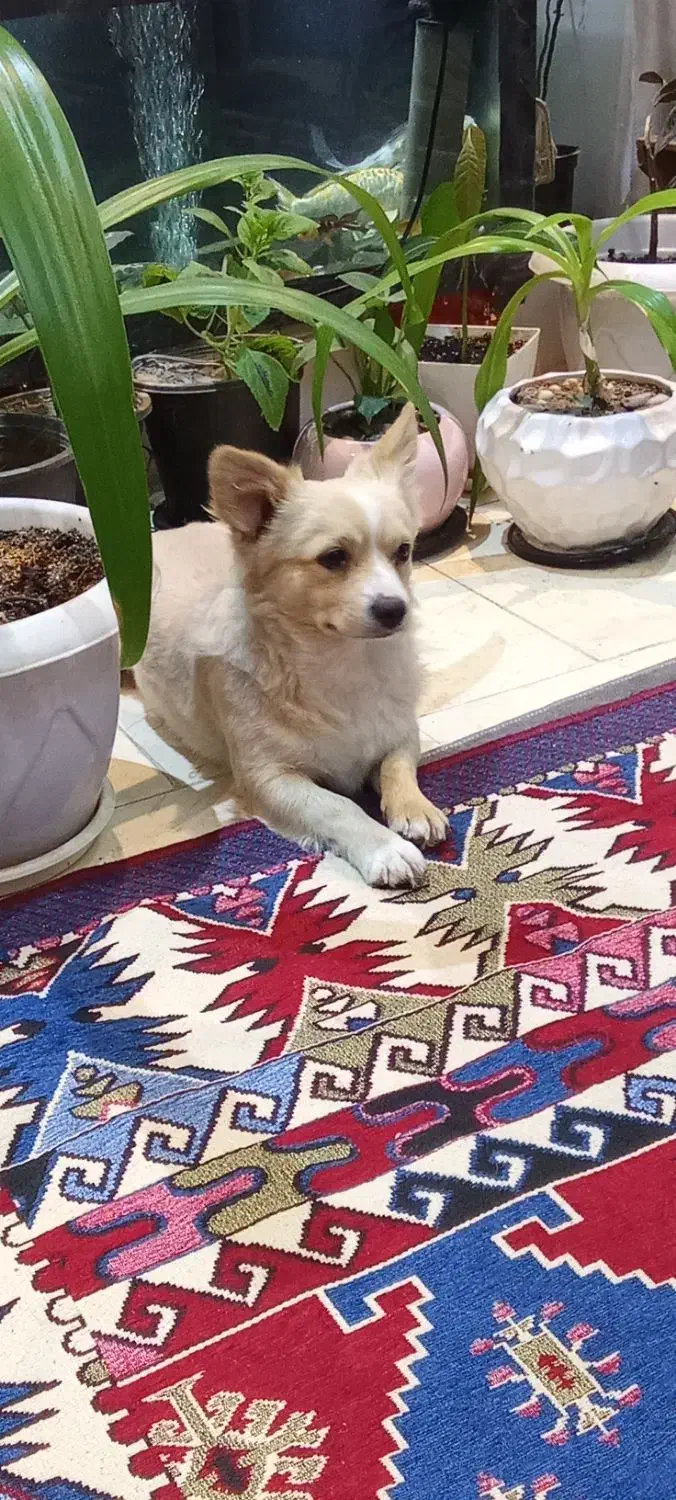 سگ پامر روباهی فوق حرف گوش کن|سگ|اصفهان, اشکاوند|دیوار