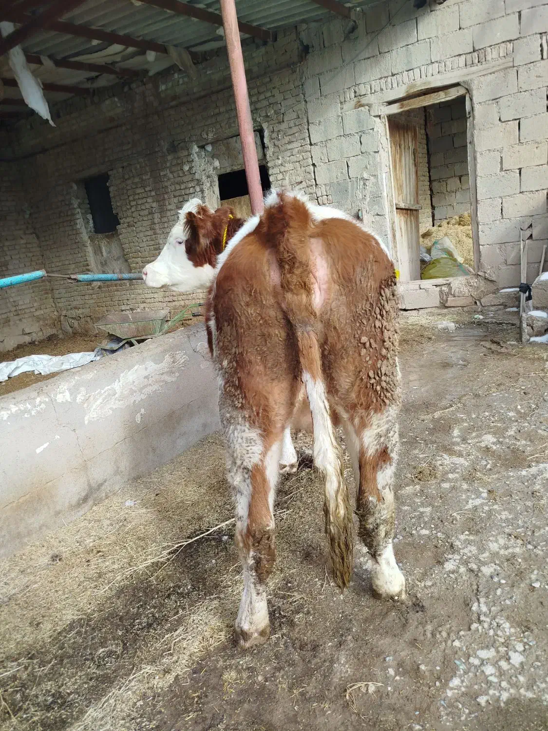 گاو|حیوانات مزرعه|میاندوآب, |دیوار