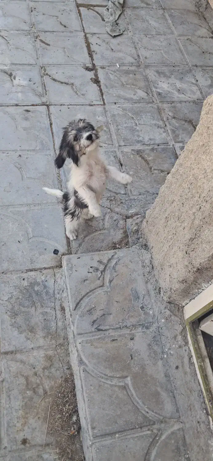 شیتزو توله|سگ|نورآباد ممسنی, |دیوار